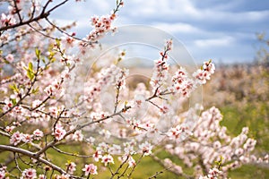 Blooming branches covered flowers, picturesque cityscape Prague in spring time. Flowering apple park Petrin in sun light