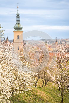 Blooming branches covered flowers, picturesque cityscape Prague in spring time. Flowering apple park Petrin in sun light