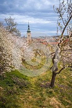 Blooming branches covered flowers, picturesque cityscape Prague in spring time. Flowering apple park Petrin in sun light