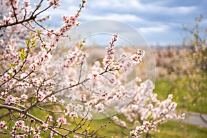 Blooming branches covered flowers, picturesque cityscape Prague in spring time. Flowering apple park Petrin in sun light