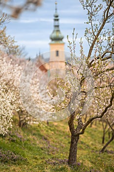 Blooming branches covered flowers, picturesque cityscape Prague in spring time. Flowering apple park Petrin in sun light