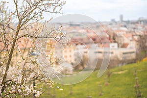 Blooming branches covered flowers, picturesque cityscape Prague in spring time. Flowering apple park Petrin in sun light