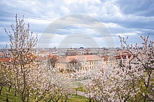 Blooming branches covered flowers, picturesque cityscape Prague in spring time. Flowering apple park Petrin in sun light