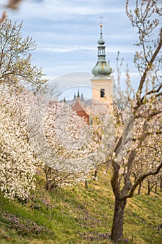 Blooming branches covered flowers, picturesque cityscape Prague in spring time. Flowering apple park Petrin in sun light