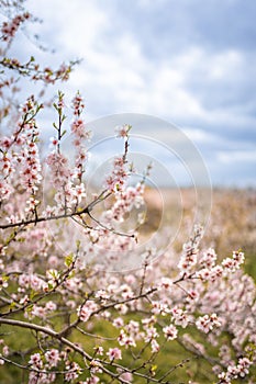 Blooming branches covered flowers, picturesque cityscape Prague in spring time. Flowering apple park Petrin in sun light