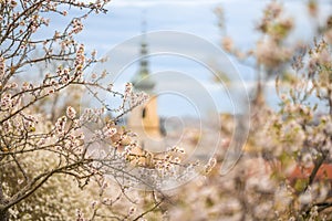 Blooming branches covered flowers, picturesque cityscape Prague in spring time. Flowering apple park Petrin in sun light