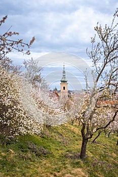 Blooming branches covered flowers, picturesque cityscape Prague in spring time. Flowering apple park Petrin in sun light