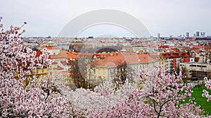 Blooming branches covered flowers, picturesque cityscape Prague in spring time. Flowering apple park Petrin in sun light