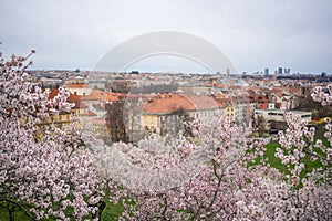 Blooming branches covered flowers, picturesque cityscape Prague in spring time. Flowering apple park Petrin in sun light