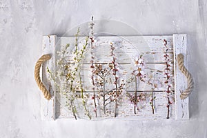 blooming branches of different fruit trees in white and pink cherry, almond, apricot flowers, on a white wooden vintage background