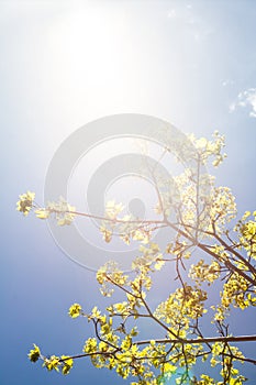 Blooming branches of the maple tree