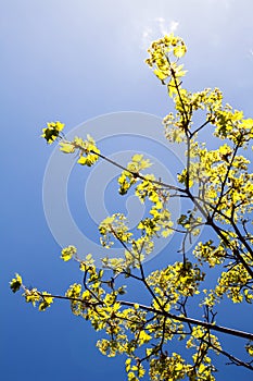 Blooming branches of the maple tree