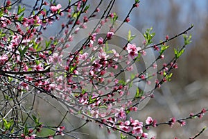 Blooming branches of a peach tree in the Weinviertel region of Lower Austria in spring