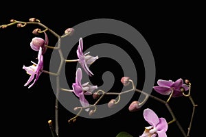 Blooming branches of a pink orchid with a dark backdrop