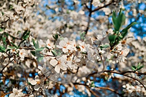 Blooming branches of spring apple tree with bright white flowers with petals, yellow stamens, green leaves