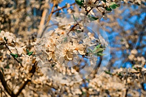 Blooming branches of spring apple tree with bright white flowers with petals, yellow stamens, green leaves