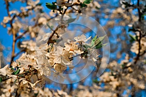Blooming branches of spring apple tree with bright white flowers with petals, yellow stamens, green leaves in light of sun.