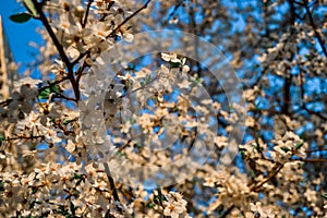 Blooming branches of spring apple tree with bright white flowers with petals, yellow stamens, green leaves in light of sun. Clear