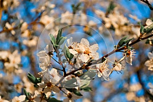 Blooming branches of spring apple tree with bright white flowers with petals, yellow stamens, green leaves in sun light