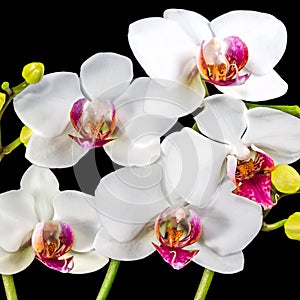 Blooming branches white and red orchid flower (phalaenopsis) wit