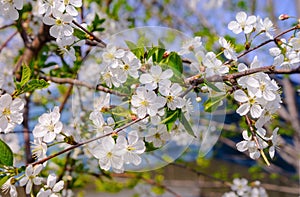Blooming branches of the wild apple tree