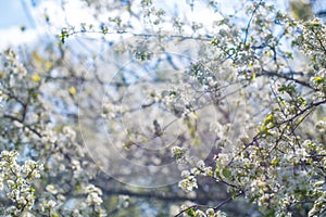 Blooming branches of the wild cherry in the flowers around and everywhere