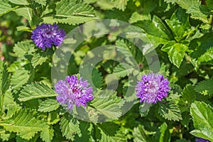 A blooming Brazil button flower or Larkdaisy on blurred natural green background