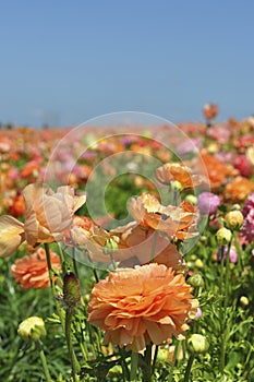 Blooming bright colored flowers in a field