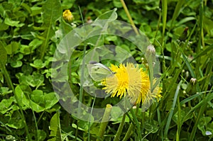 Blooming bright dandelions, yellow with green leaves and butterfly white.