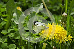Blooming bright dandelions, yellow with green leaves and butterfly white.