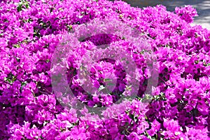 Blooming bright pink buganvilla photo
