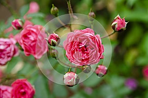 Blooming bright pink rose bunhes