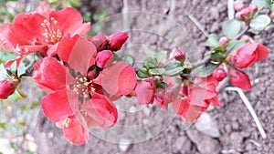 Blooming bright red and pink flowers of Japanese quince, Chaenomeles. Photo without retouching.