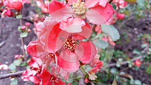 Blooming bright red and pink flowers of Japanese quince, Chaenomeles. Photo without retouching.