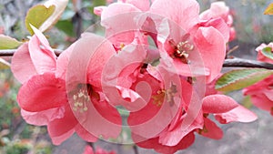 Blooming bright red and pink flowers of Japanese quince, Chaenomeles. Photo without retouching.