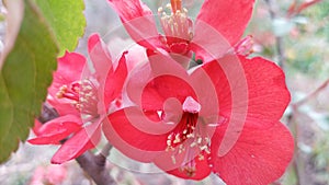 Blooming bright red and pink flowers of Japanese quince, Chaenomeles. Photo without retouching.