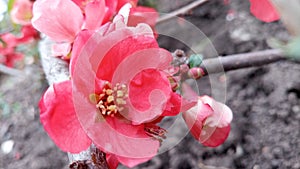 Blooming bright red and pink flowers of Japanese quince, Chaenomeles. Photo without retouching.