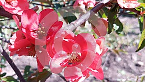 Blooming bright red and pink flowers of Japanese quince, Chaenomeles. Photo without retouching.