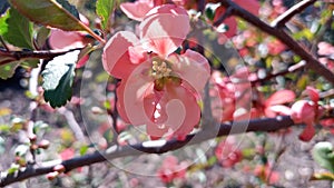 Blooming bright red and pink flowers of Japanese quince, Chaenomeles. Photo without retouching.