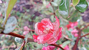 Blooming bright red and pink flowers of Japanese quince, Chaenomeles after rain. Photo without retouching.