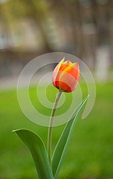 Blooming bright red and yellow tulip