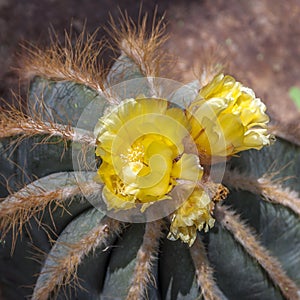 Blooming bright yellow cactus flowers, close-up