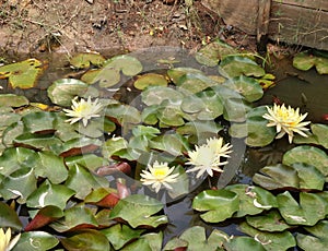Blooming bright yellow water lilly in the pond