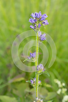 Blooming bristly bellflower, Campanula cervicaria