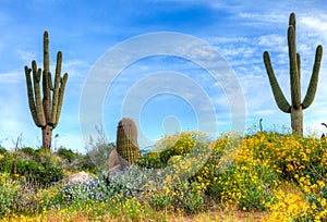 Blooming Brittlebush