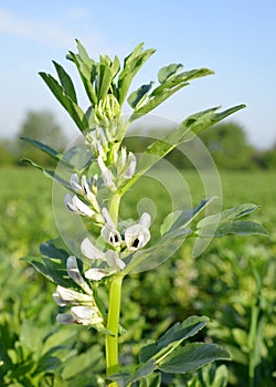 Blooming broad or fava beans plants ( Vicia Faba )