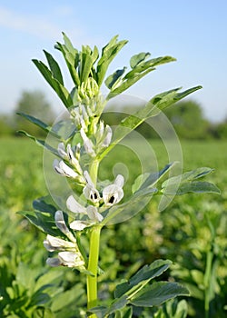 Blooming broad or fava beans plants ( Vicia Faba ) photo
