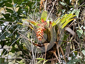 One Blooming bromeliad. Santuario del Oso de Anteojos. Colombia photo