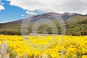 Blooming broom in Tongariro NP, New Zealand