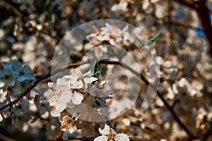 Blooming brown branches of spring apple tree with white flowers with petals, orange stamens, leaves in warm sun light